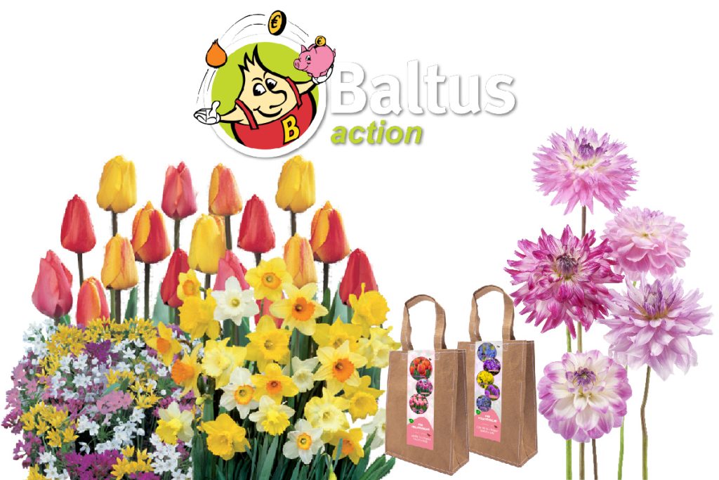 fleurs baltus